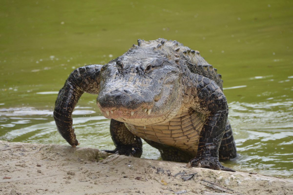 Jacarés salvam pântanos na Flórida durante a seca de 2026 ao escavar buracos que seguram água, mantêm ecossistemas vivos e ampliam o estoque de carbono no sudeste dos Estados Unidos.