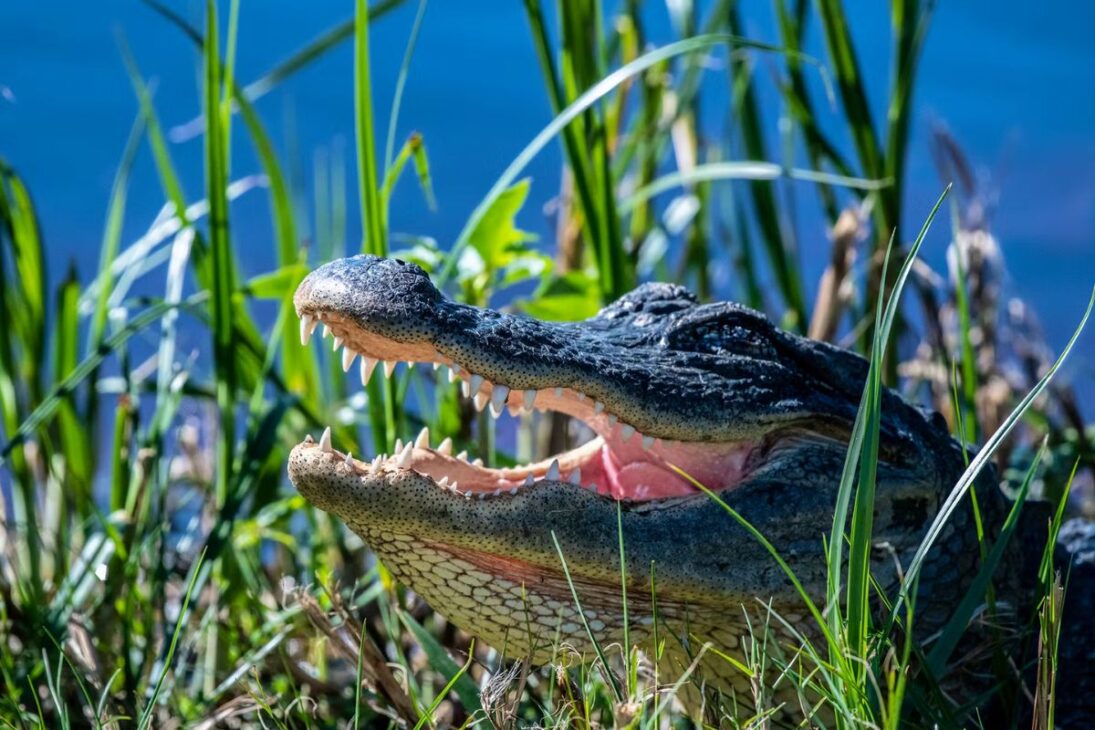 Jacarés salvam pântanos na Flórida durante a seca de 2026 ao escavar buracos que seguram água, mantêm ecossistemas vivos e ampliam o estoque de carbono no sudeste dos Estados Unidos.