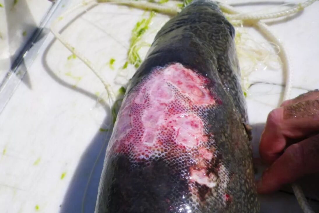 Lampreia-marinha nos Grandes Lagos: como o controle reduziu a invasão em 90% e por que ela ainda persiste em rios e tributários