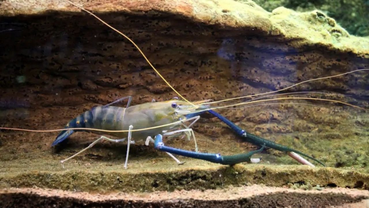 Pouca gente sabe, mas um camarão de água doce está escavando rios, aumentando a turbidez e favorecendo algas tóxicas: o Macrobrachium rosenbergii e o impacto silencioso que preocupa cientistas