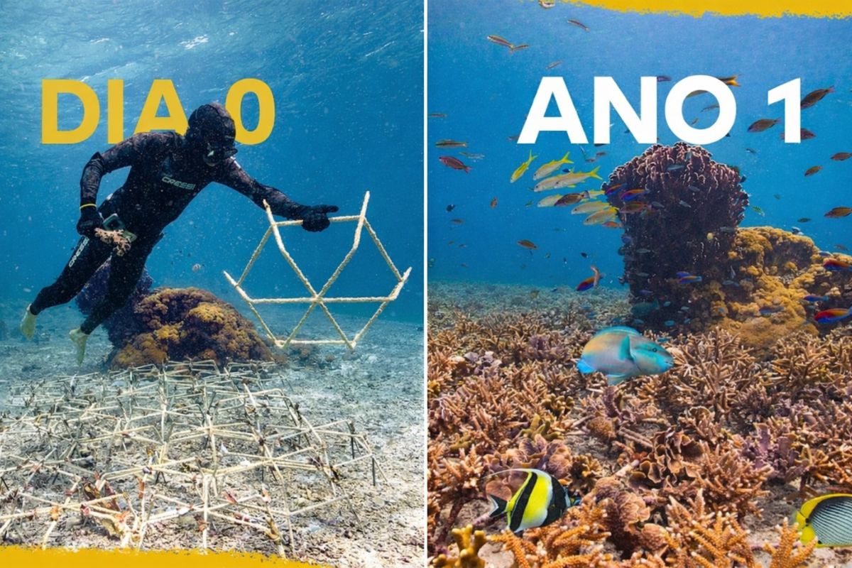Mergulhadores criam recife do zero com corais e menos plástico; o projeto de vida marinha renasce no mar e inspira restauração costeira sustentável.