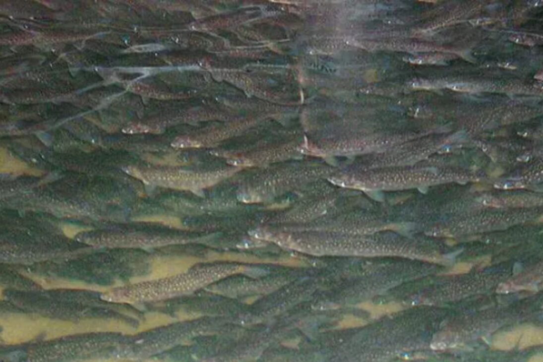 Mina de carvão abandonada vira fazenda de truta ártica em aquicultura industrial com sistema RAS, criando truta ártica premium e economia local.