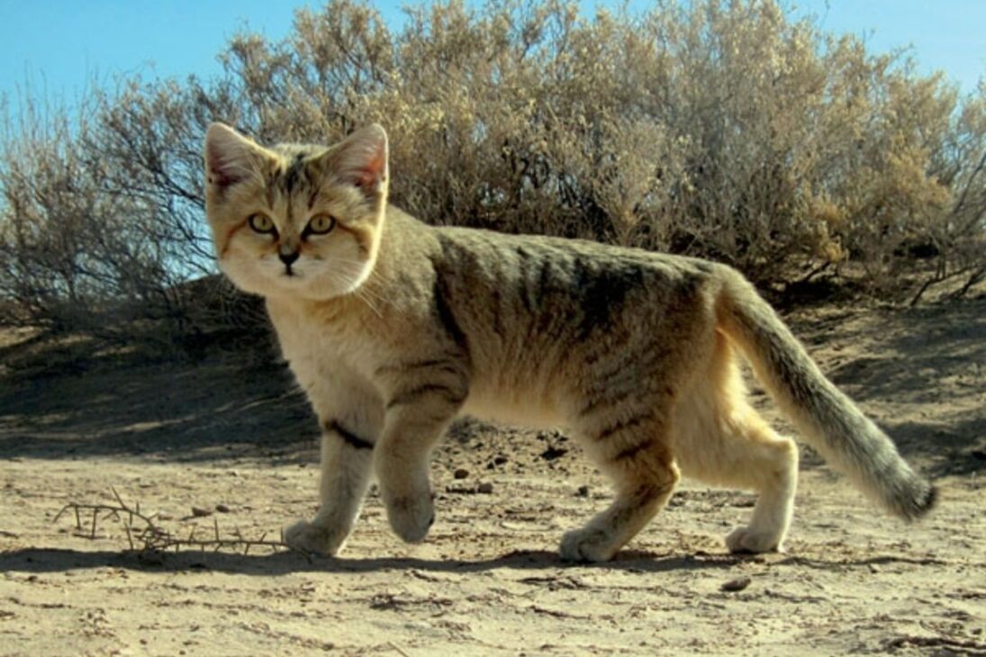 gatos-do-deserto em laboratório: soltura no deserto exige cautela, porque a reprodução em escala pode ampliar risco ecológico e pressionar cadeias alimentares e áreas urbanas.

