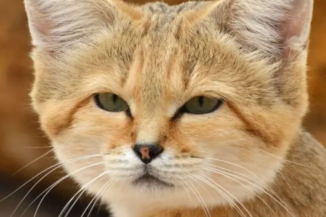 gatos-do-deserto em laboratório: soltura no deserto exige cautela, porque a reprodução em escala pode ampliar risco ecológico e pressionar cadeias alimentares e áreas urbanas.

