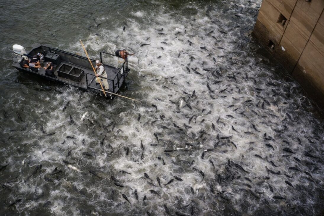 A carpa asiática ameaça os Grandes Lagos, e EUA usam barreiras elétricas, edição genética e ações contra espécies invasoras para tentar salvar o ecossistema.