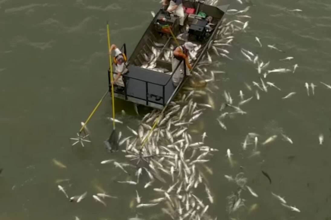 A carpa asiática ameaça os Grandes Lagos, e EUA usam barreiras elétricas, edição genética e ações contra espécies invasoras para tentar salvar o ecossistema.