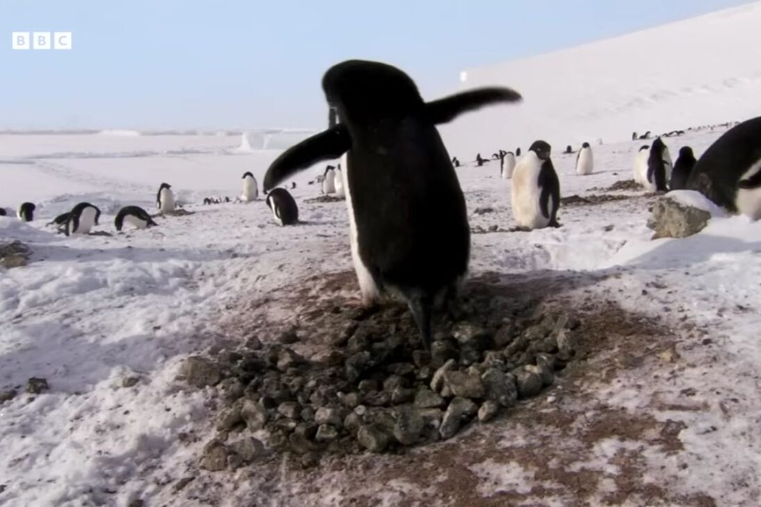 Pinguins percorrem milhares de quilômetros na Antártida durante a migração anual, retornam ao mesmo ninho e entram em disputa intensa por pedras essenciais para garantir a reprodução após o inverno rigoroso.