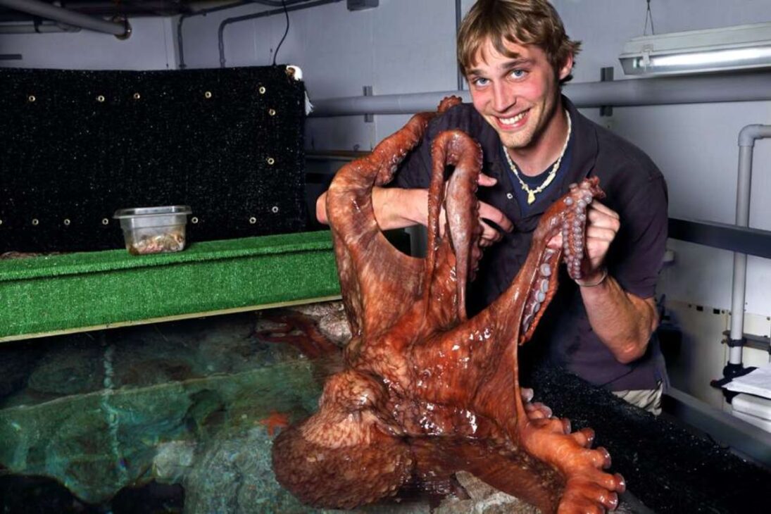 Polvos revelam inteligência extrema: camuflagem rápida, neurônios espalhados nos braços e pele que sente luz explicam por que parecem alienígenas reais.