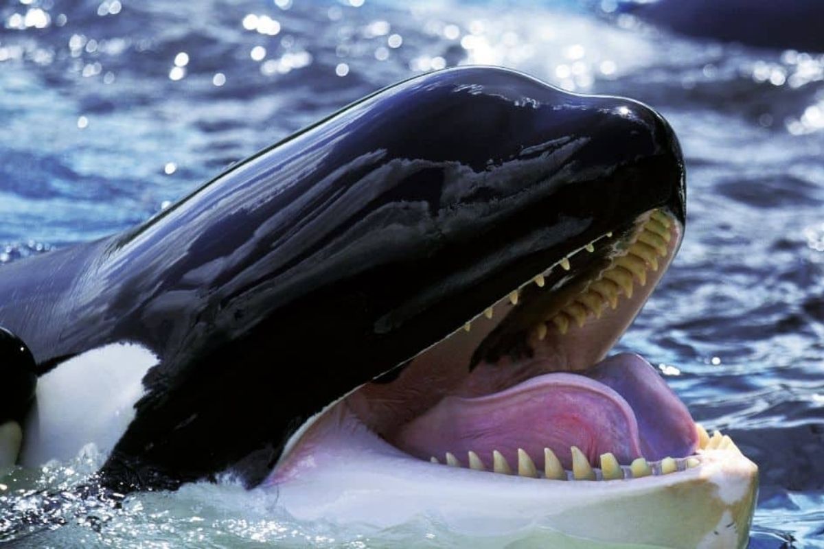 orcas caçam em grupo, cercam baleias e tubarões e até invadem praias; no oceano, língua e fígado viram alvo e explicam por que quase não têm rivais.