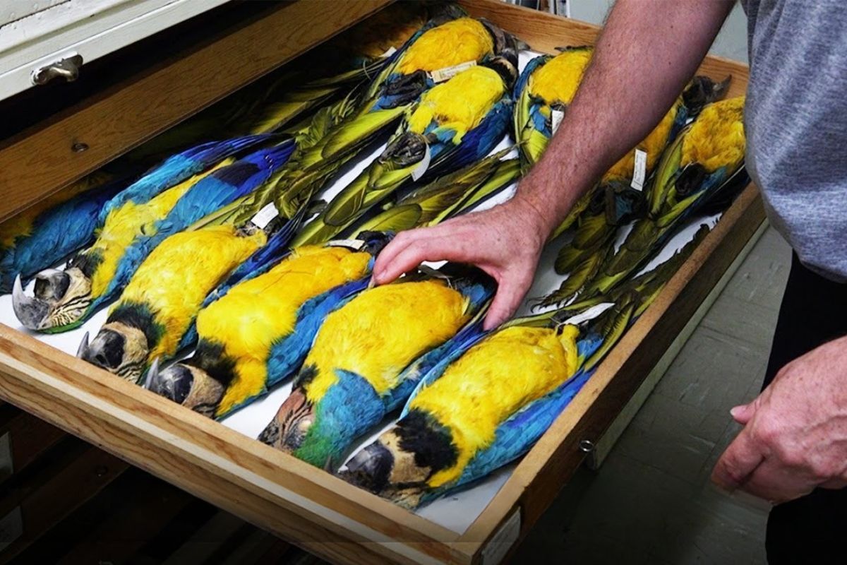Smithsonian mantém coleção de aves congeladas e empalhadas para pesquisa e colisões, preservando peles e dados por séculos em Washington.