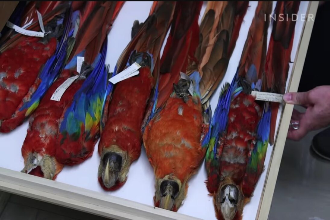 Smithsonian mantém coleção de aves congeladas e empalhadas para pesquisa e colisões, preservando peles e dados por séculos em Washington.