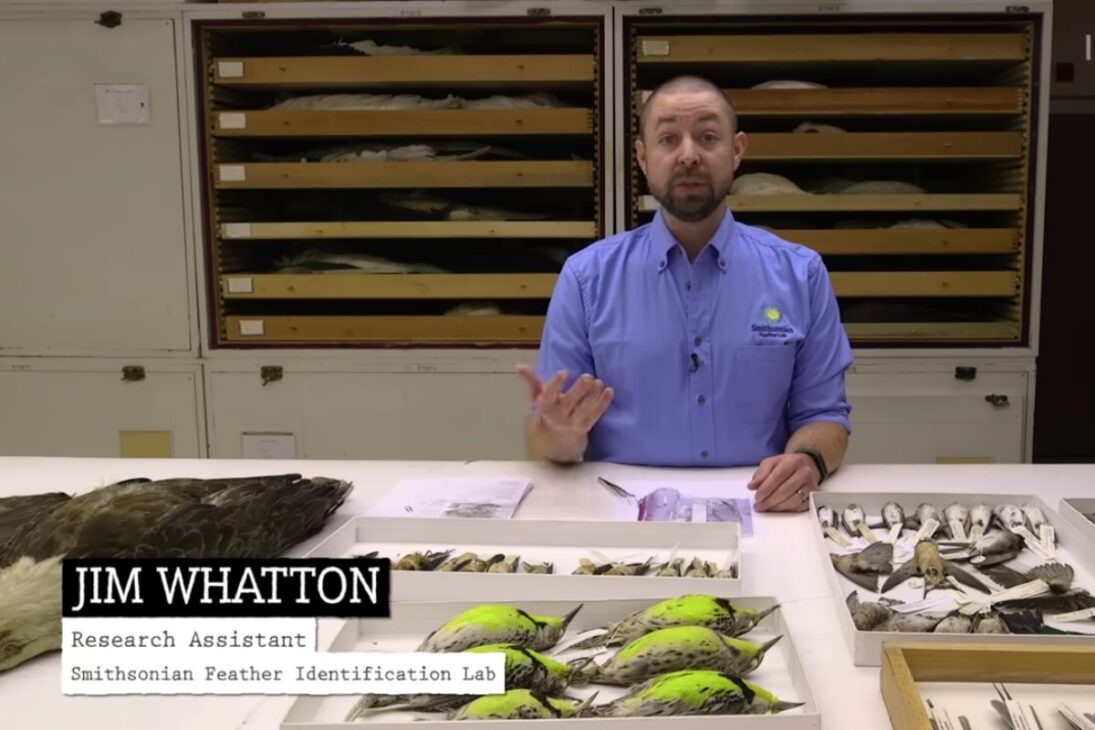 Smithsonian mantém coleção de aves congeladas e empalhadas para pesquisa e colisões, preservando peles e dados por séculos em Washington.