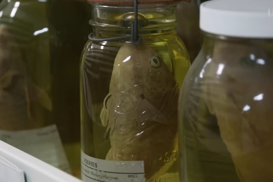 No Field em Chicago, animais em álcool viram arquivo de DNA: álcool preserva evidências por décadas e ajuda a revelar espécies em um acervo de milhões.

