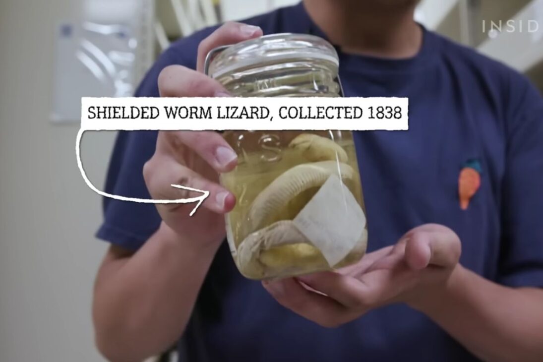 No Field em Chicago, animais em álcool viram arquivo de DNA: álcool preserva evidências por décadas e ajuda a revelar espécies em um acervo de milhões.

