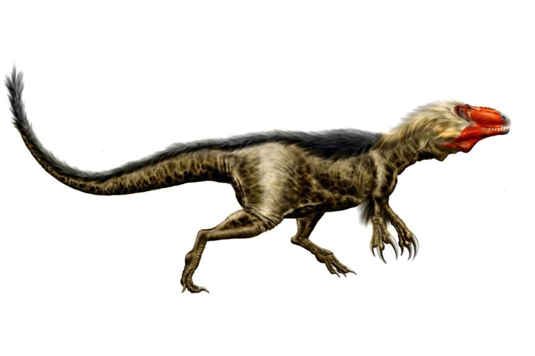 Além do T. Rex, o Dryptosaurus dominou os Apalaches, separado de Laramidia, como membro dos tyrannosauroidia no fim do Cretáceo.