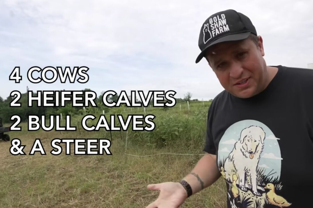 infestação extrema de moscas na pecuária regenerativa com gado Scottish Highland: fazendeiro testa armadilhas de moscas e fly paper, descreve queda em 48 horas, custos, lixo gerado e riscos sanitários.