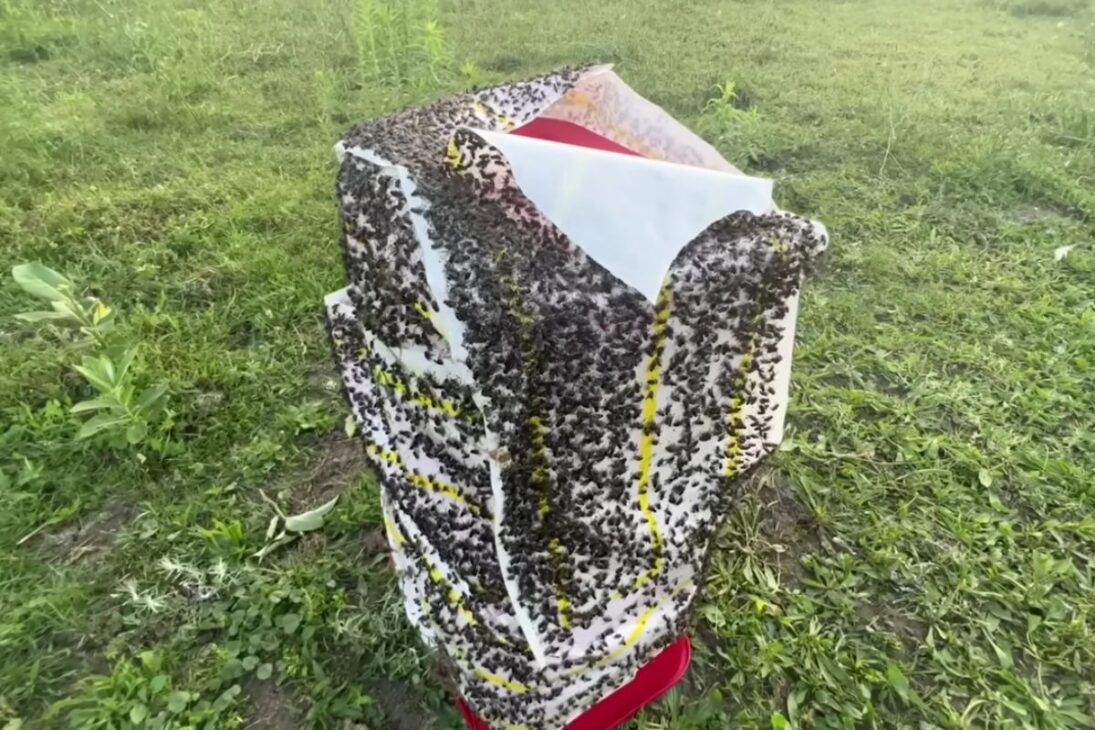 infestação extrema de moscas na pecuária regenerativa com gado Scottish Highland: fazendeiro testa armadilhas de moscas e fly paper, descreve queda em 48 horas, custos, lixo gerado e riscos sanitários.