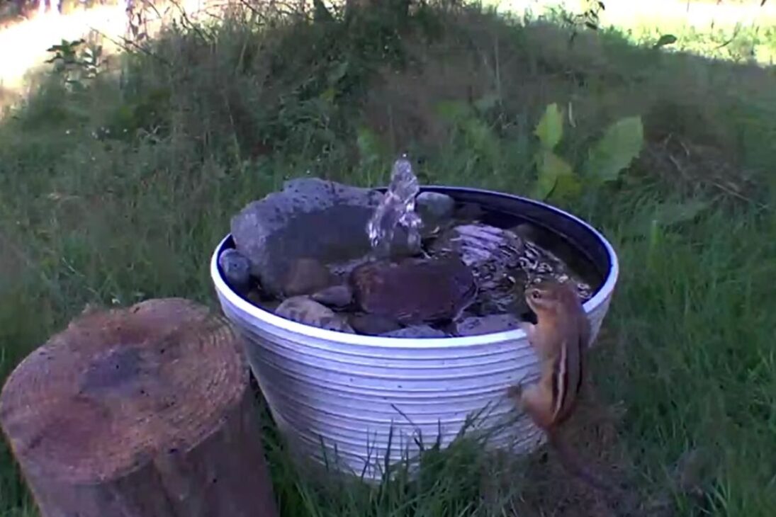 lago de banho de pássaros com cascata e bomba sofre com tempestades e apagões, esvazia piscinas no poço e pode transbordar ao valo; raposas, guaxinins, mofetas e perus usam a água e remexem musgo sob câmeras.