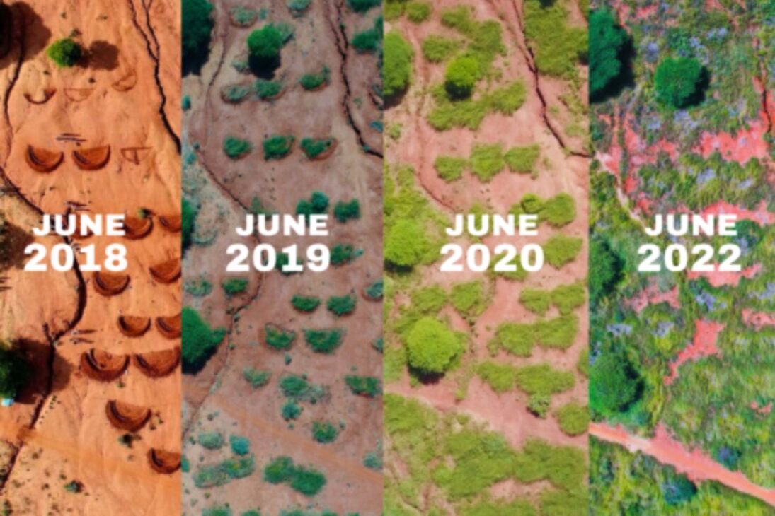 floresta cresce sem que uma única árvore seja plantada na Tanzania ao reativar raízes subterrâneas com Kisiki Hai e FMNR, estratégia citada no relato para reduzir falhas de plantio e enfrentar desertificação nas terras secas.