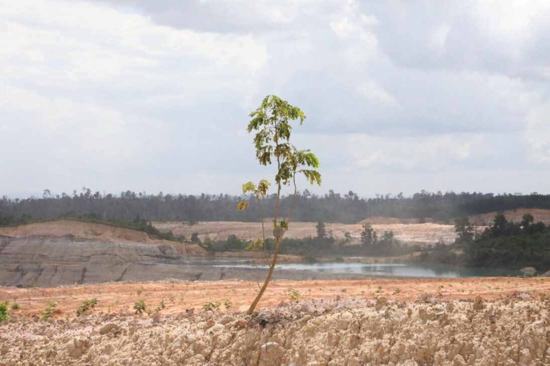 floresta cresce sem que uma única árvore seja plantada na Tanzania ao reativar raízes subterrâneas com Kisiki Hai e FMNR, estratégia citada no relato para reduzir falhas de plantio e enfrentar desertificação nas terras secas.