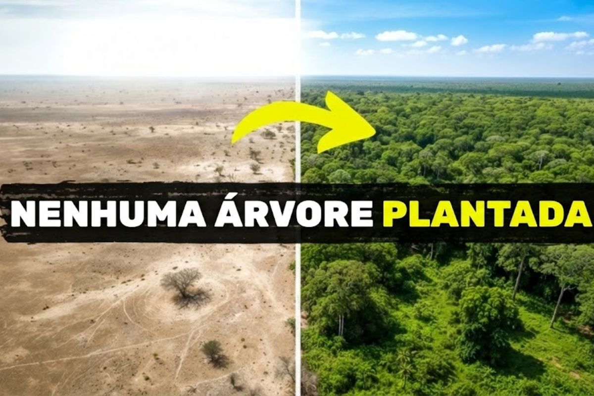 floresta cresce sem que uma única árvore seja plantada na Tanzania ao reativar raízes subterrâneas com Kisiki Hai e FMNR, estratégia citada no relato para reduzir falhas de plantio e enfrentar desertificação nas terras secas.