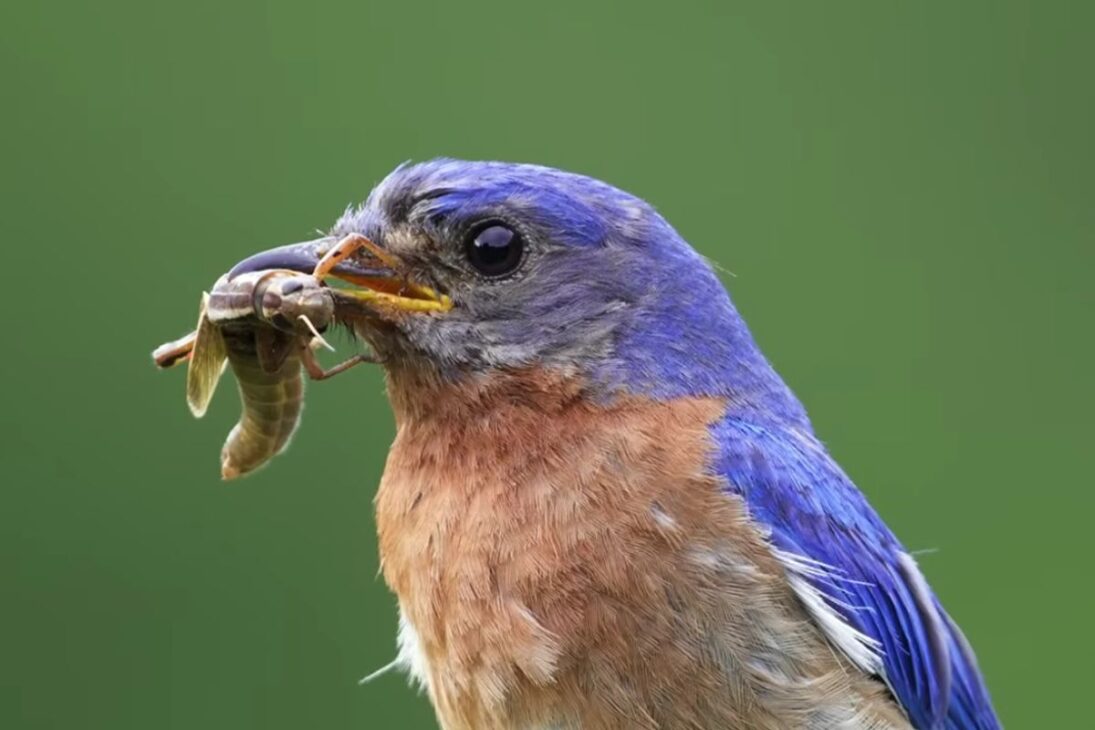 Lagoa temporária transforma reserva de vida selvagem ao concentrar plantas nativas e aves nidificantes, redefinindo caça, ninhos e equilíbrio ecológico local.
