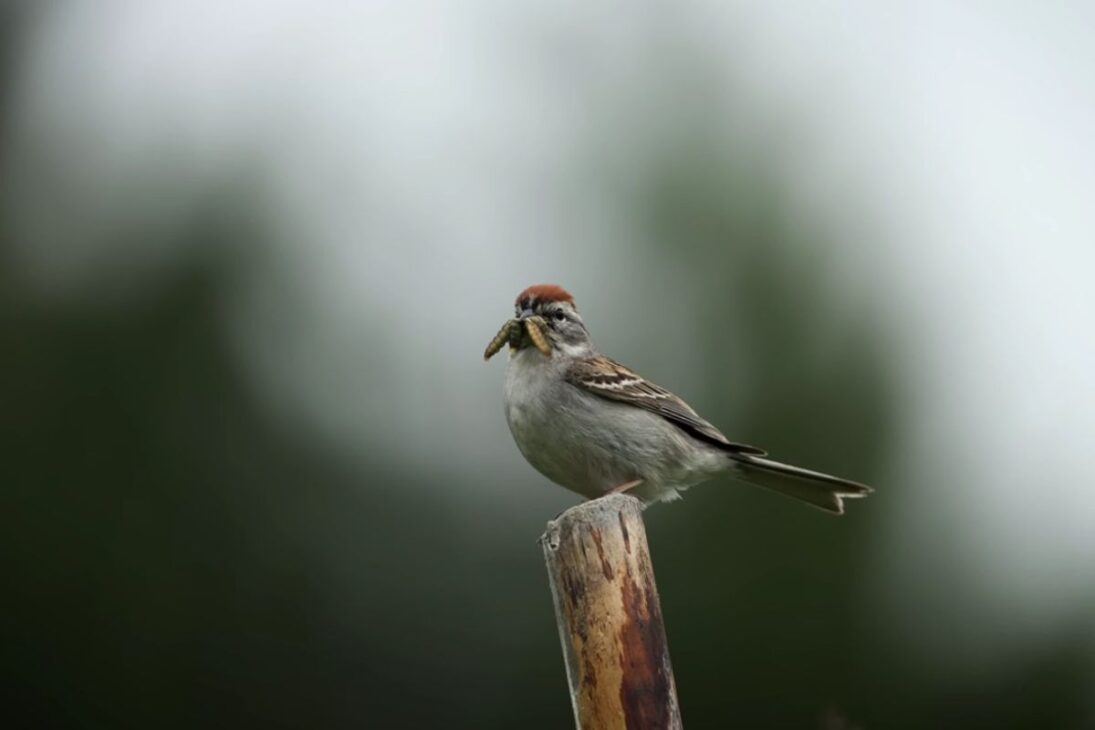 Lagoa temporária transforma reserva de vida selvagem ao concentrar plantas nativas e aves nidificantes, redefinindo caça, ninhos e equilíbrio ecológico local.