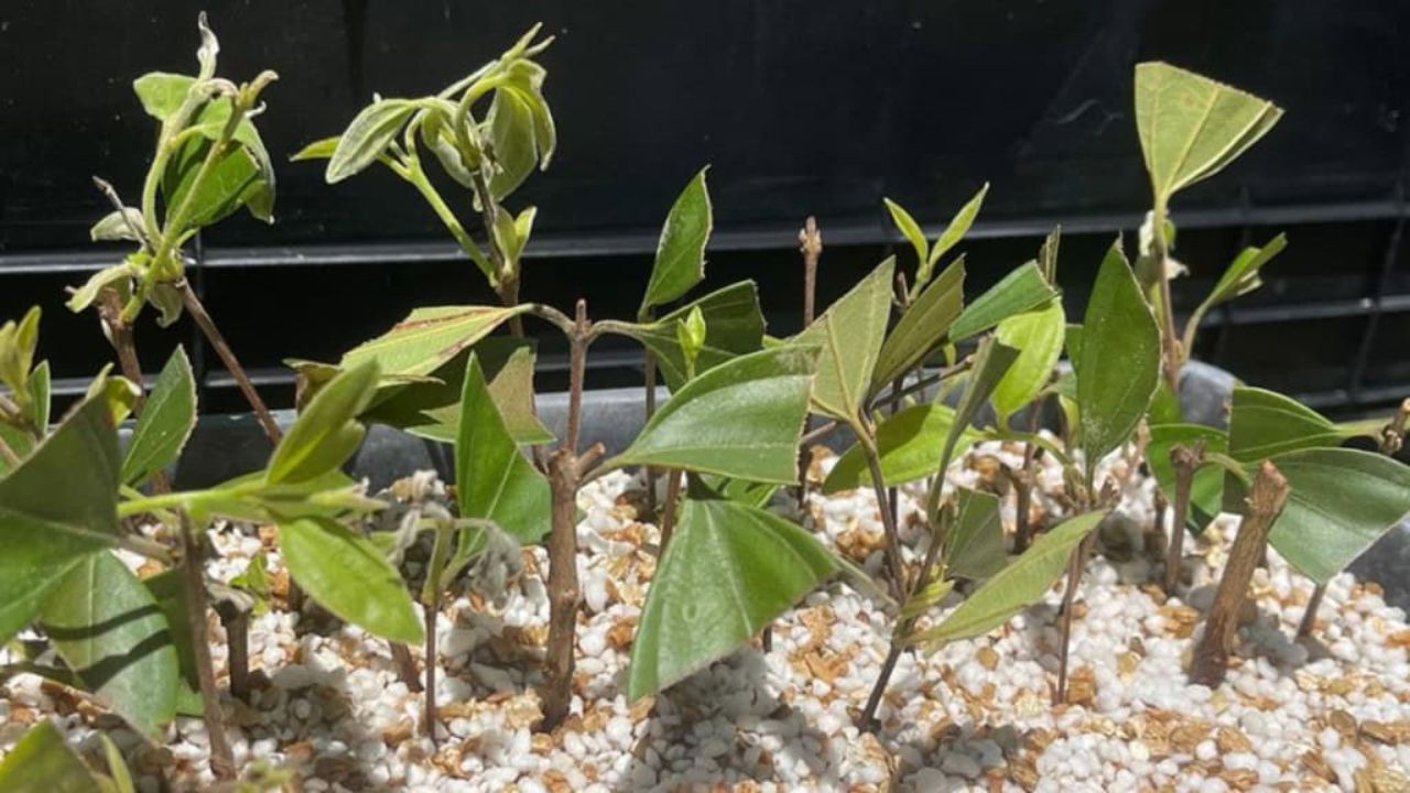 Cientistas tentarm pegar partes saudáveis da árvore para evitar sua extinção. Imagem: Milo Bateman/Universidade de Queensland