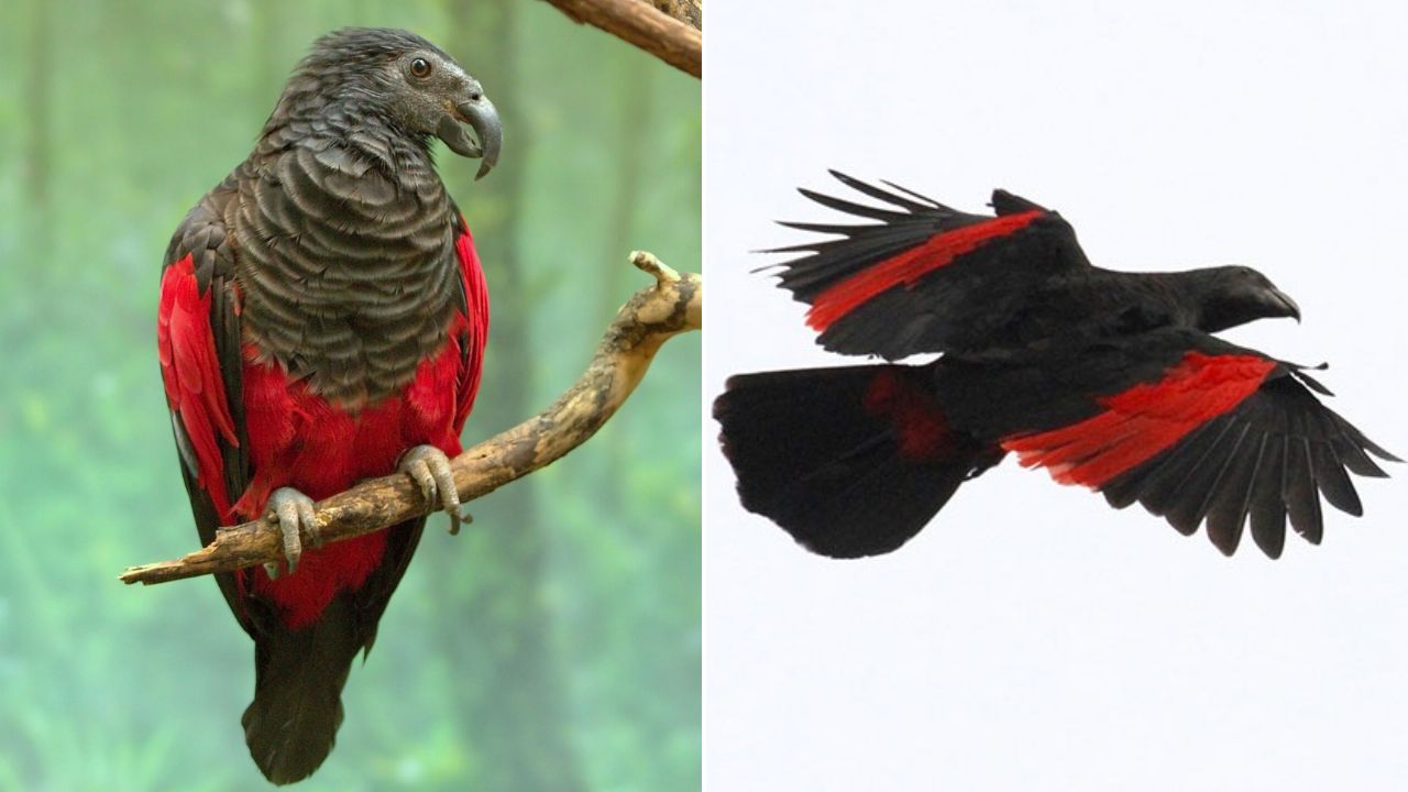 O Papagaio-Drácula, ave rara de plumagem preta e vermelha, encanta pela aparência única e enfrenta ameaças na Nova Guiné. Conheça sua história, comportamento e importância ecológica.