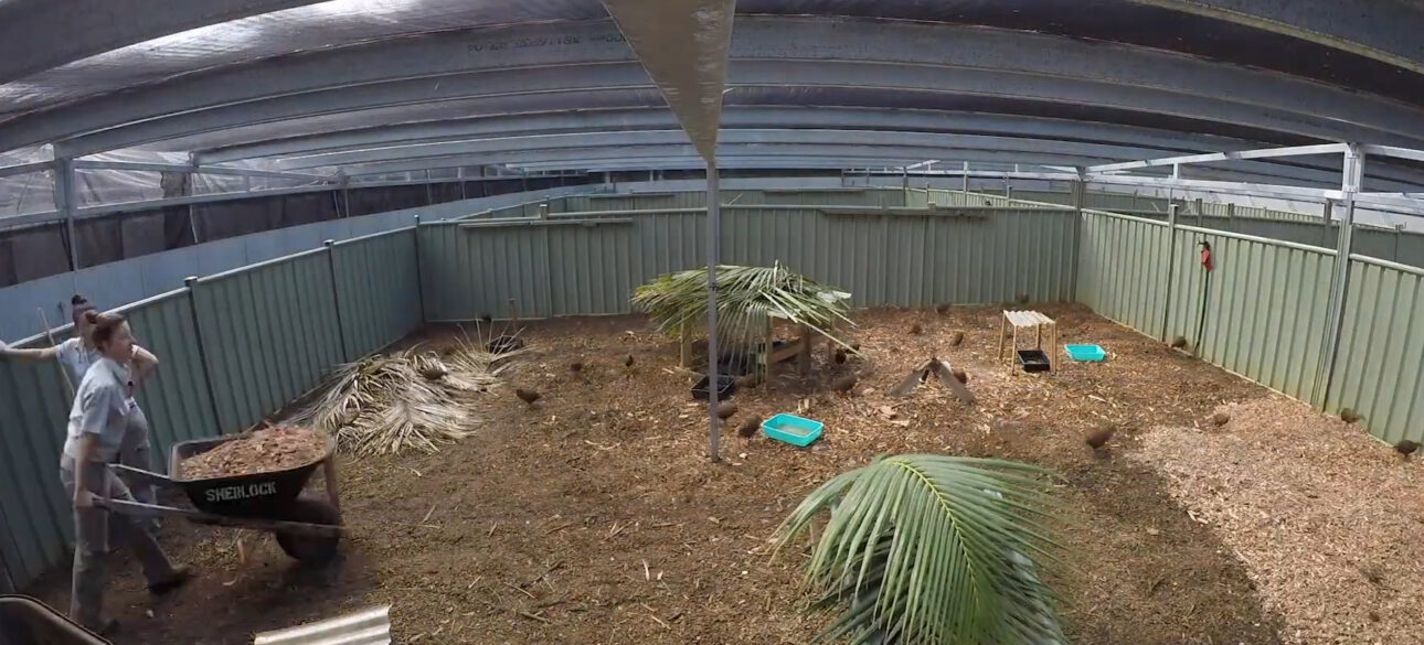 Austrália confirmou em 2023 a erradicação de ratos e camundongos em Lord Howe, após operação com helicópteros, iscas e vigilância contínua.