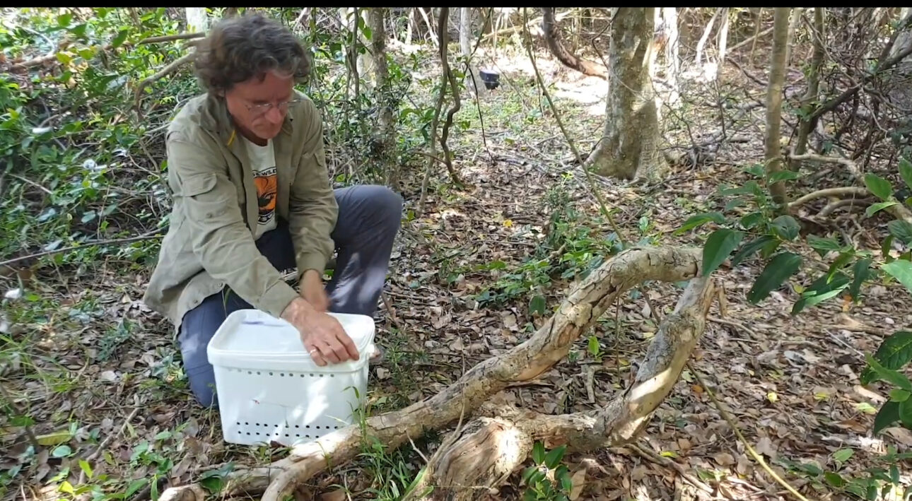 Austrália confirmou em 2023 a erradicação de ratos e camundongos em Lord Howe, após operação com helicópteros, iscas e vigilância contínua.