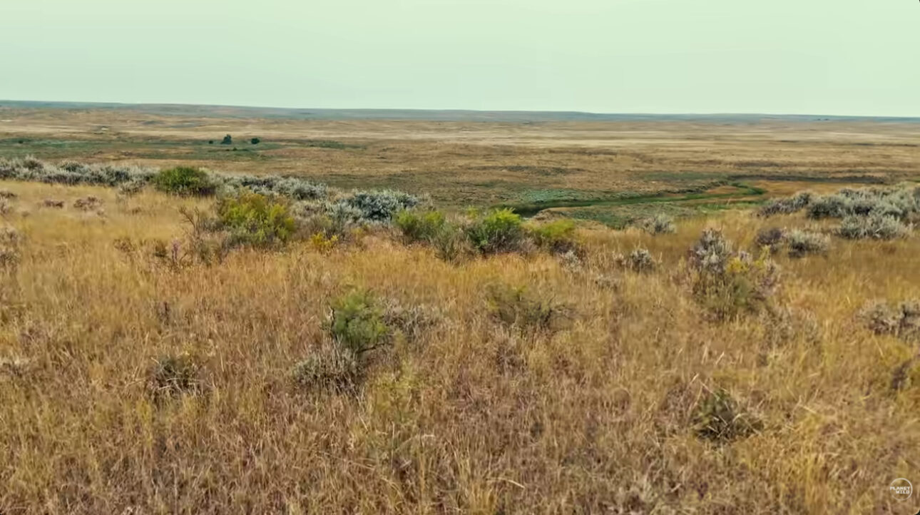 Megaoperação de tilápia no Paraná processa 14,5 toneladas por dia, usa 20 mil kg de ração e exporta filé fresco aos EUA em 48 horas.