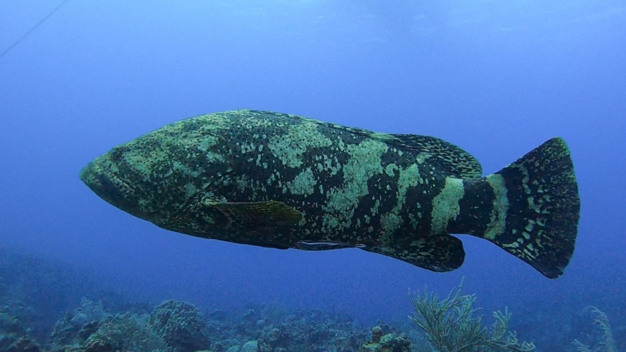 Os meros, grandes peixes marinhos, estão criticamente ameaçados de extinção no Brasil. Saiba como vivem, porque podem desaparecer e o que o Projeto Meros do Brasil faz para protegê-los. Fonte: iNaturalist/© Dan Schofield
