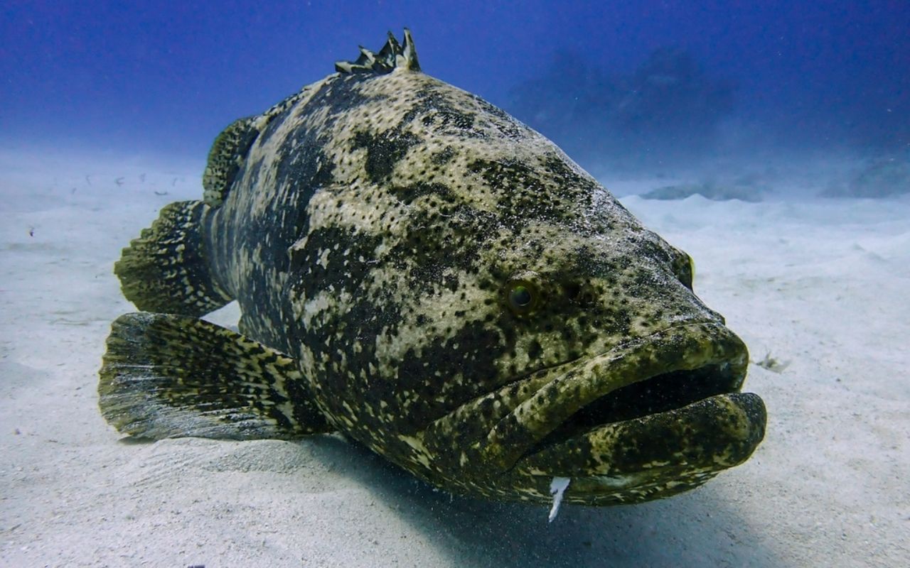 Os meros, grandes peixes marinhos, estão criticamente ameaçados de extinção no Brasil. Saiba como vivem, porque podem desaparecer e o que o Projeto Meros do Brasil faz para protegê-los.