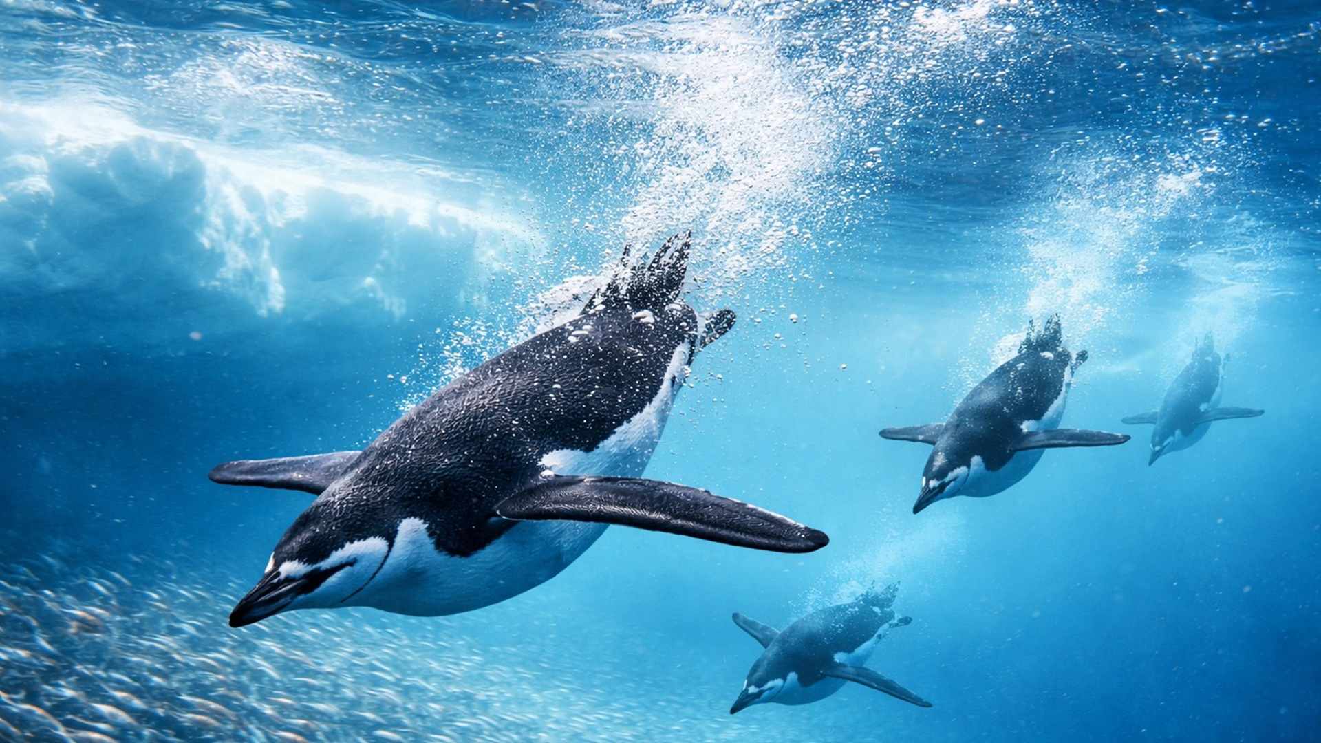 Câmeras de alta resolução registram mergulhos de pinguins na Antártica e revelam como eles buscam alimento no oceano gelado.