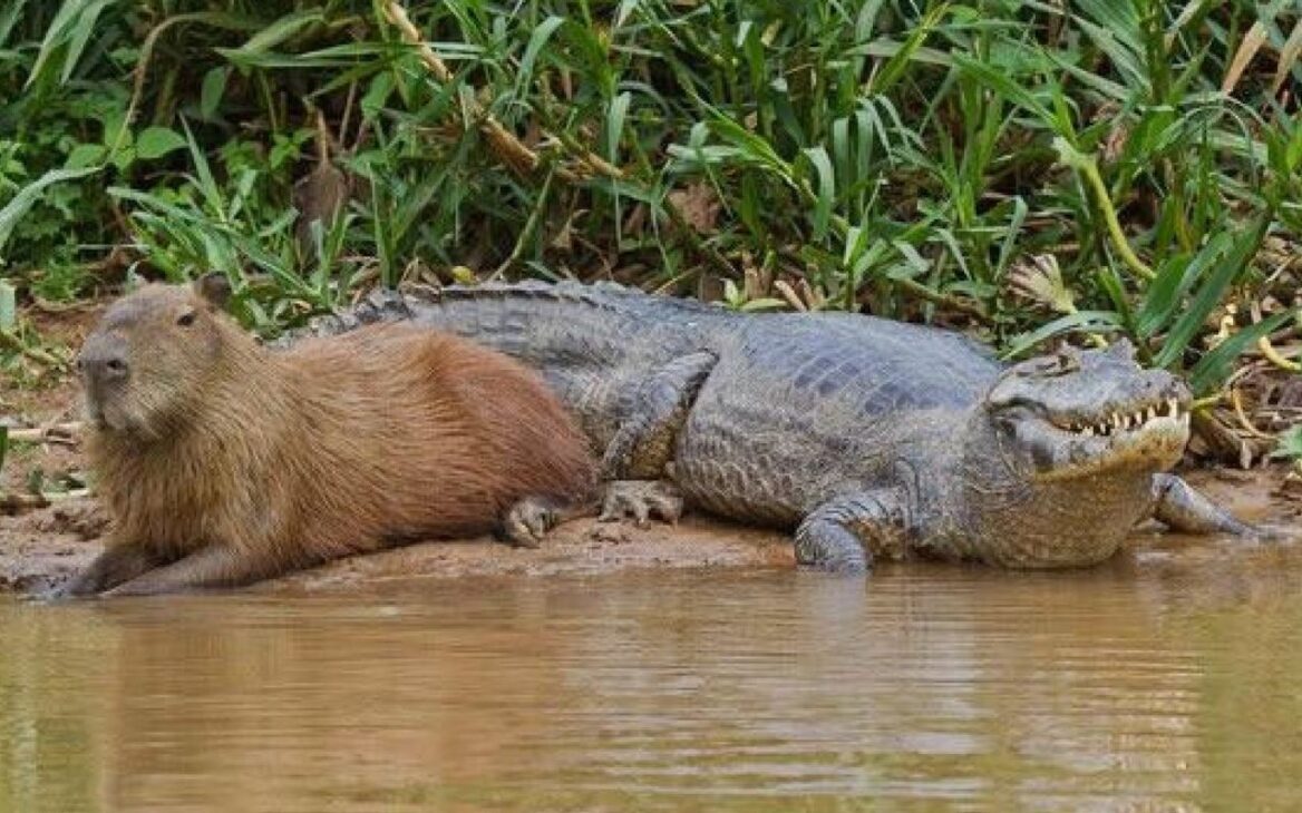 Descubra por que jacarés raramente atacam capivaras e como essa convivência inesperada revela comportamentos essenciais da vida selvagem.