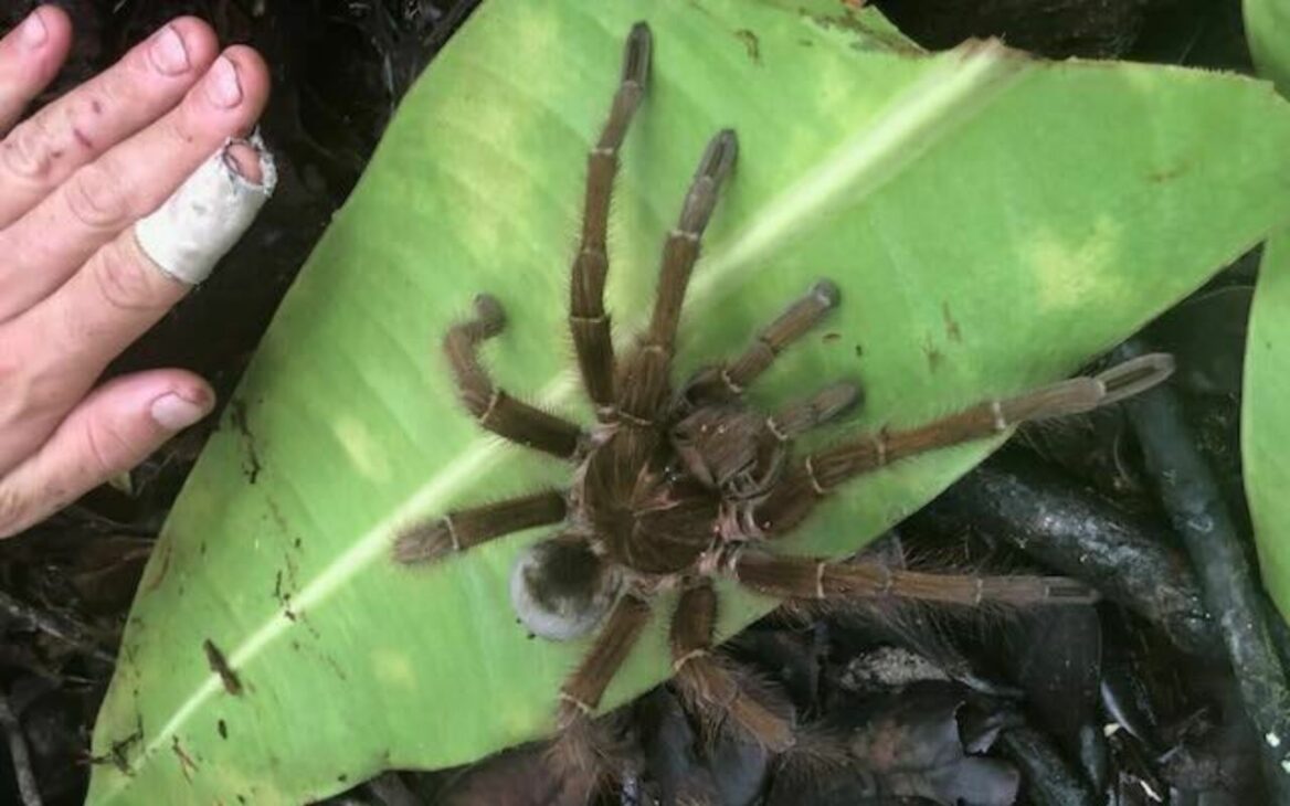 A maior aranha do mundo, a tarântula-golias (Theraphosa blondi), vive na Amazônia, pode chegar a 30 cm de envergadura e tem hábitos bem diferentes do que o senso comum imagina.