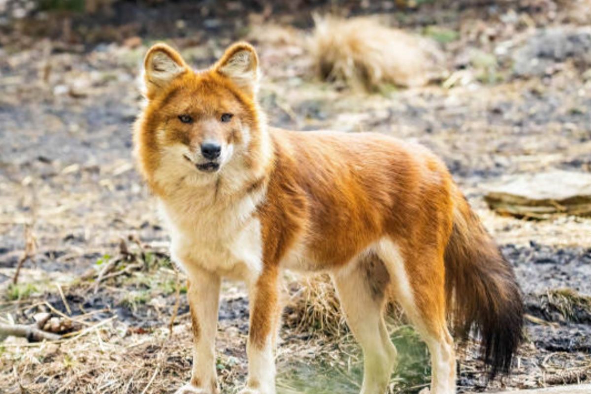 A ciência discute se alguns cães podem existir como tumor antigo, câncer transmissível e parasita sem ossos nem cérebro, levantando dúvidas sobre onde termina uma espécie e onde começa outra dentro do próprio corpo de cães.
