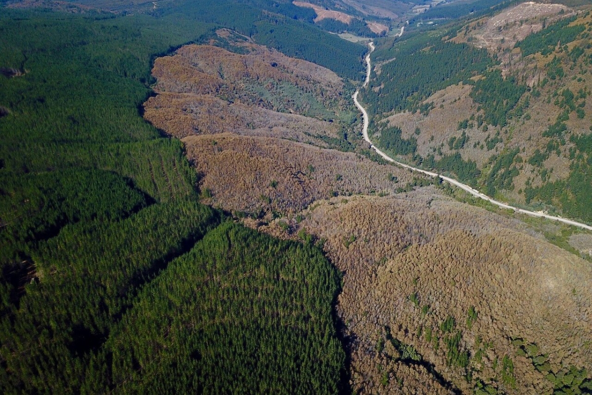 Estudo científico da Universidade Stanford mostra que plantar bilhões de árvores virou símbolo climático global, mas monoculturas substituem ecossistemas nativos, reduzem biodiversidade, secam rios e podem diminuir o carbono total em vez de capturá-lo
