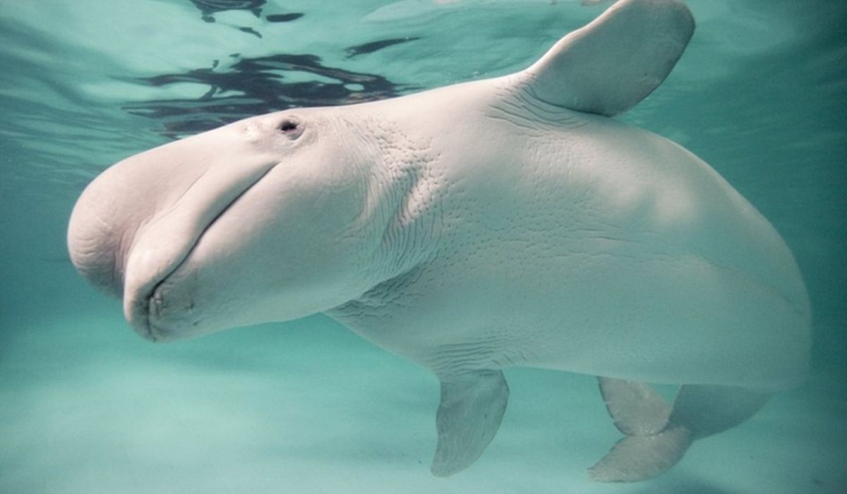 Estudo genético revela como belugas se reproduzem em alto-mar no Alasca e como a alternância de parceiros preserva a diversidade genética. (Imagem: Reprodução)