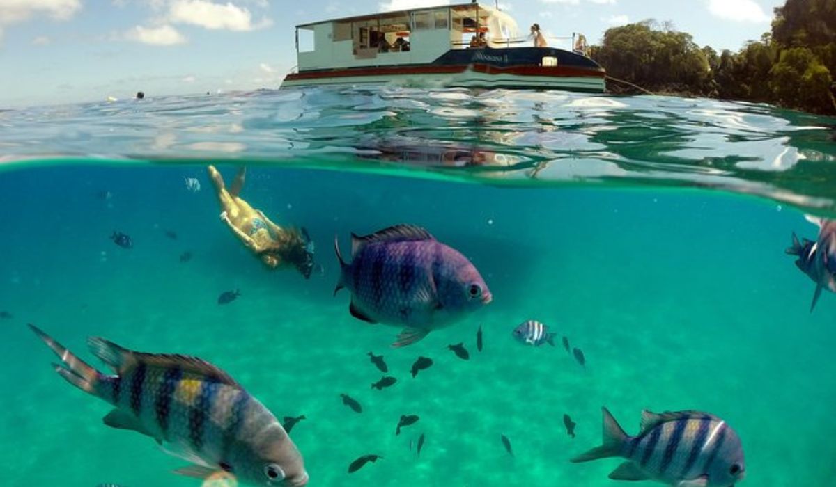 (Imagem: Reprodução)