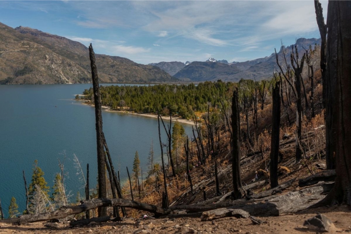 Divulgação/ReforestArg