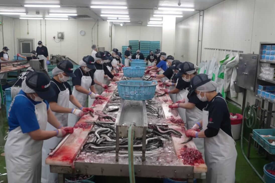 Entenda o processo que leva a enguia do gelo ao carvão, com molho aplicado em ciclos, inspeção e esterilização, e por que essa padronização transformou uma prática tradicional em linha industrial.