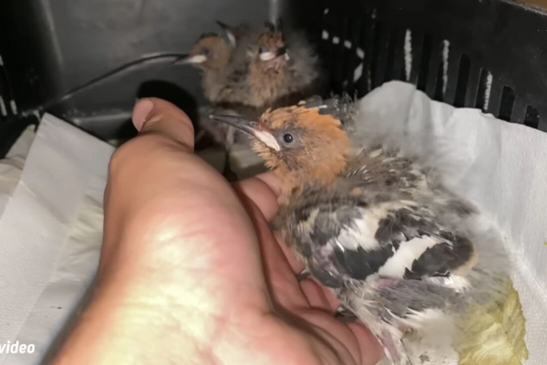 filhotes de pássaros resgatados de formigas passam por alimentação intensa e, livres na floresta, voltam pela janela às 6h30, mostrando como vínculo e rotina podem surgir em 30 dias.