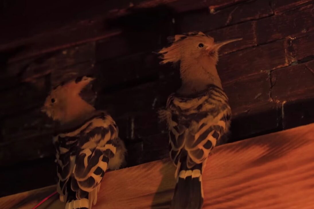 filhotes de pássaros resgatados de formigas passam por alimentação intensa e, livres na floresta, voltam pela janela às 6h30, mostrando como vínculo e rotina podem surgir em 30 dias.