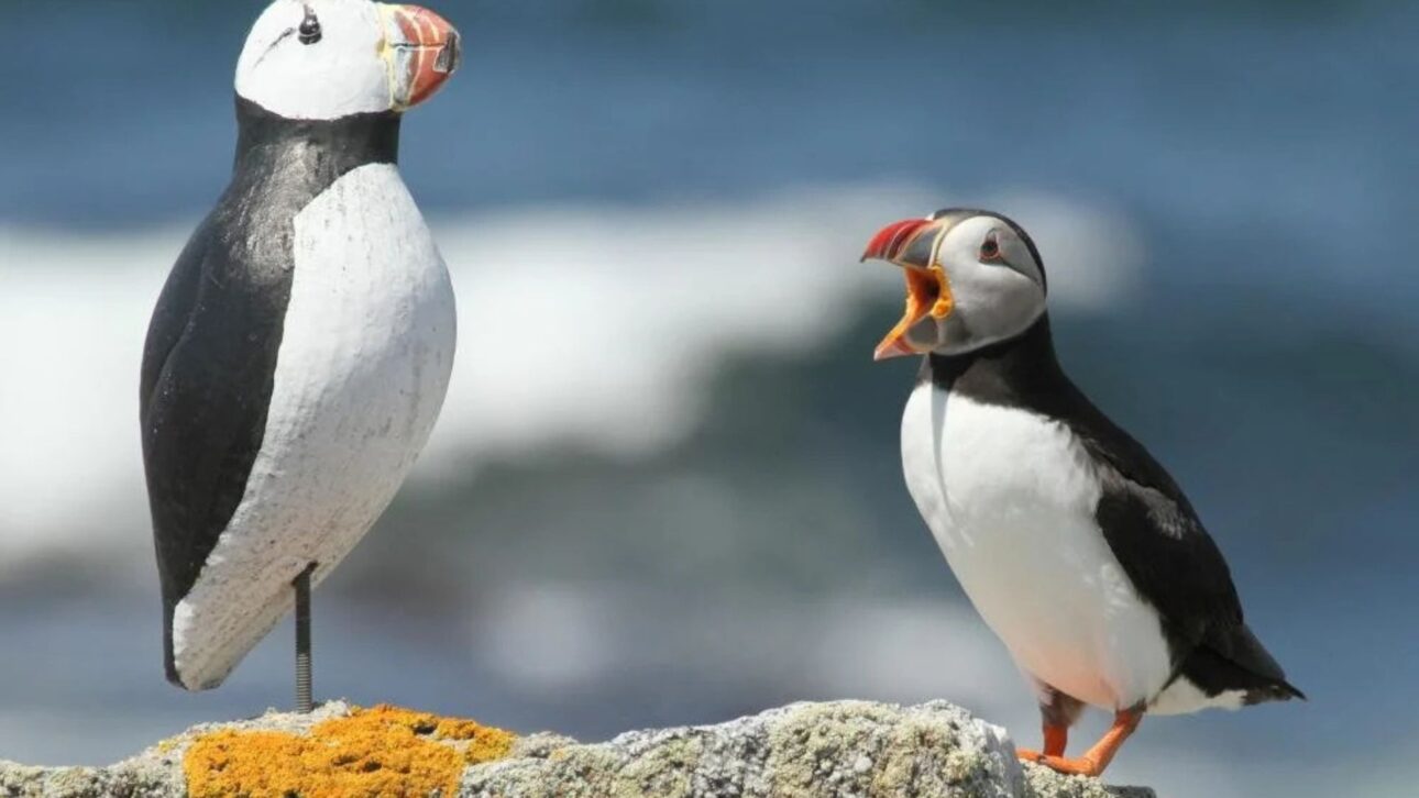 Projeto no Maine devolveu a nidificação do papagaio-do-mar após décadas, usando filhotes translocados e iscas visuais para atrair a colônia.