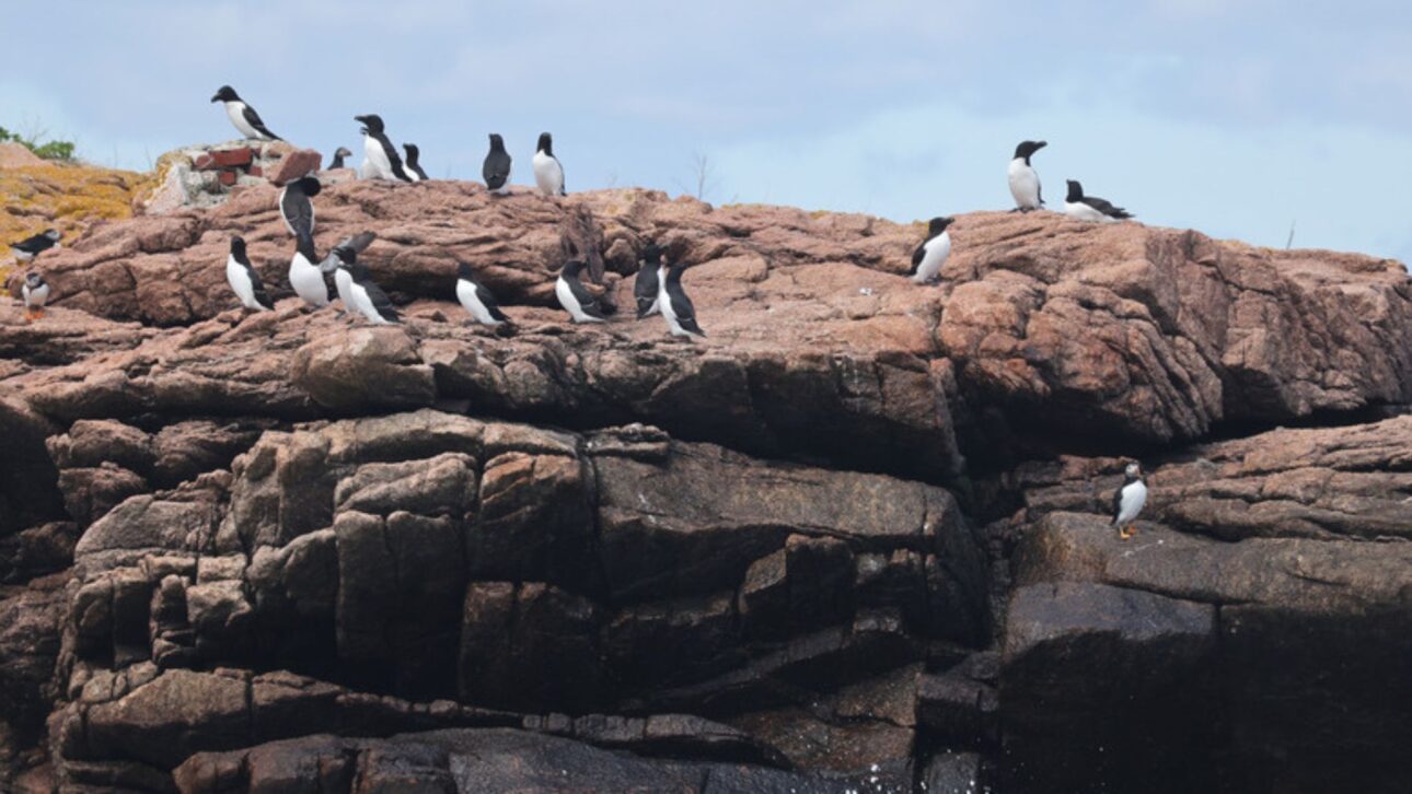 Projeto no Maine devolveu a nidificação do papagaio-do-mar após décadas, usando filhotes translocados e iscas visuais para atrair a colônia.