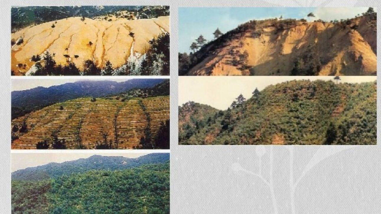 Coreia do Sul recuperou mais de 60% das florestas após a guerra e virou referência global em reflorestamento e controle da erosão.