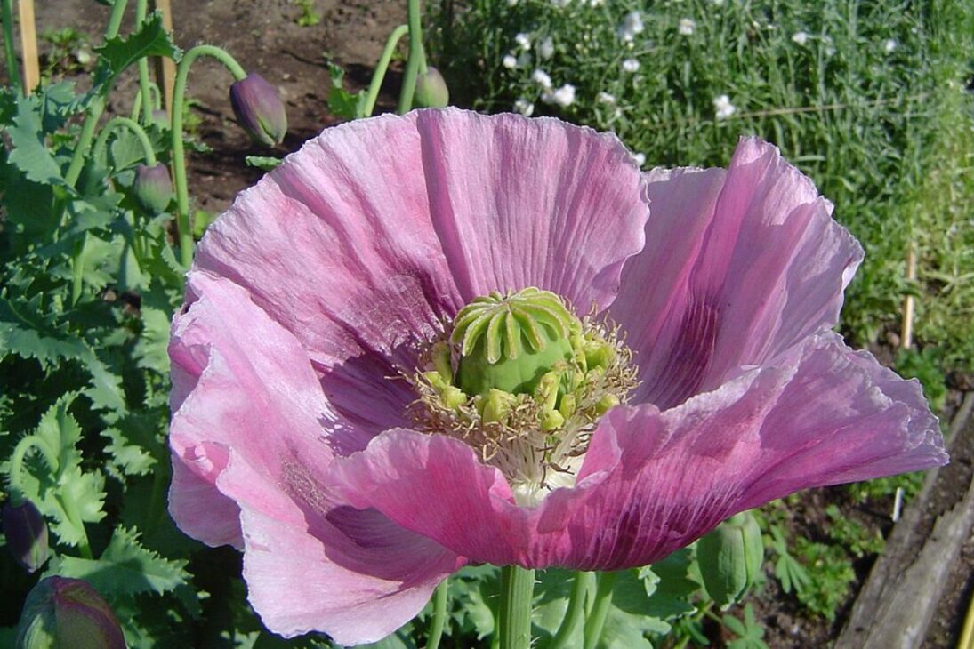 No jardim, plantas populares, plantas tóxicas, plantas venenosas no jardim, plantas proibidas e plantas ornamentais perigosas podem passar despercebidas.