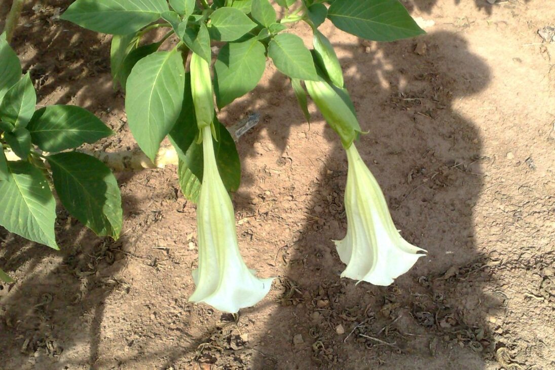 No jardim, plantas populares, plantas tóxicas, plantas venenosas no jardim, plantas proibidas e plantas ornamentais perigosas podem passar despercebidas.